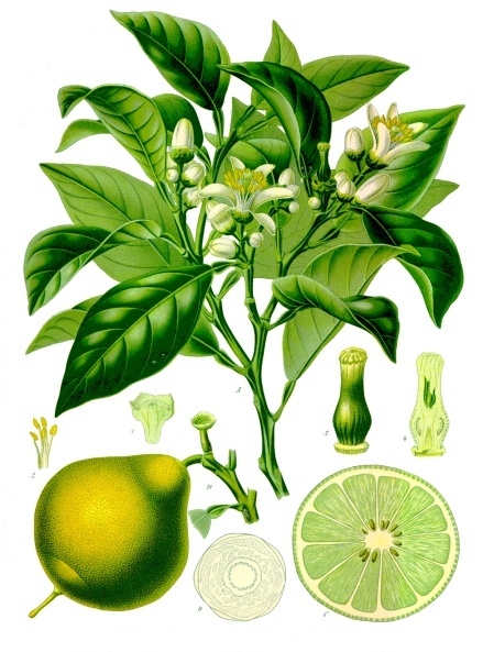 The bergamot; believed to be a cross between the sweet lemon or was lime? and sour orange.